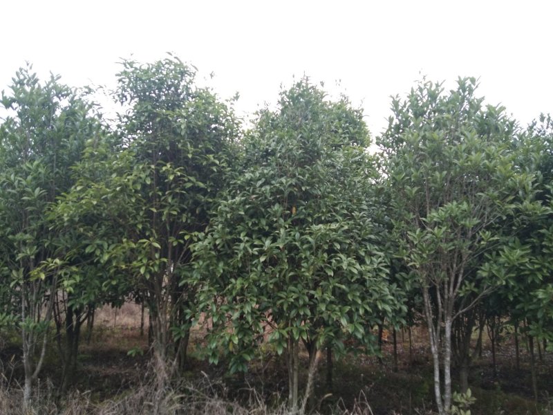 桂花