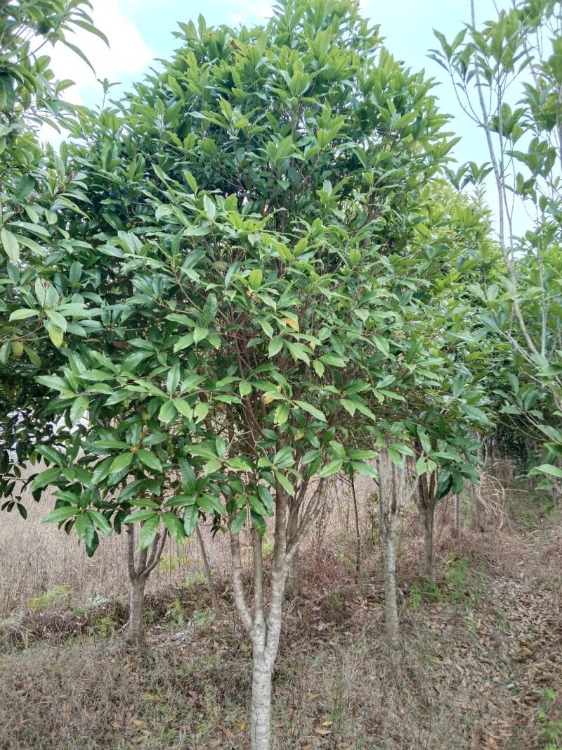桂花