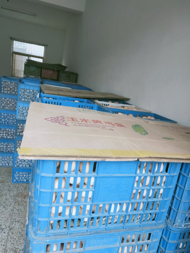散养双色干净虫草蛋大量供应