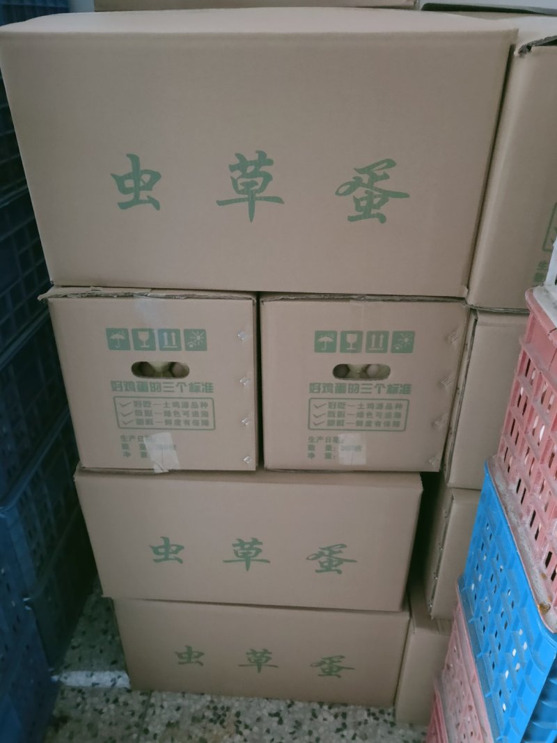 散养双色干净虫草蛋大量供应
