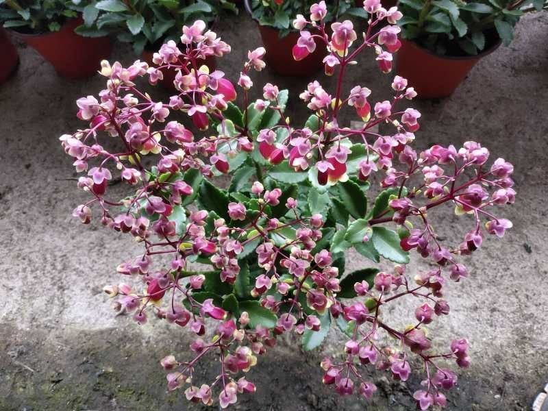 宫灯长寿花基地直发