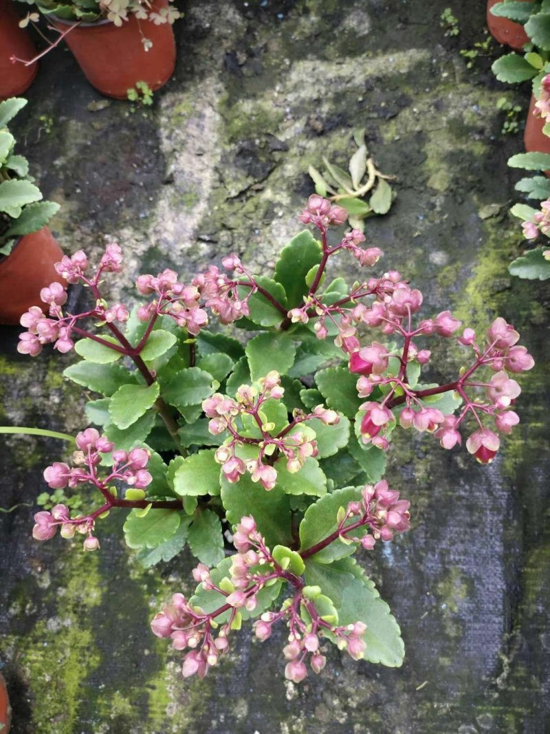 宫灯长寿花基地直发
