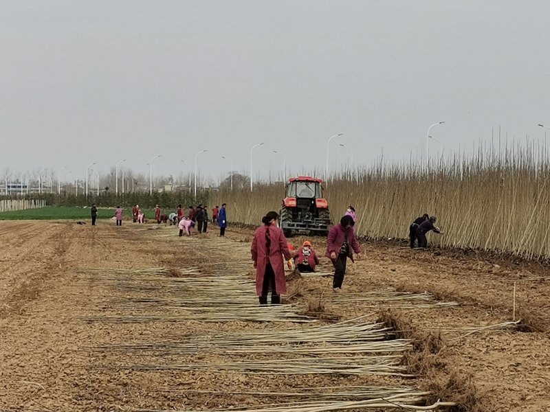 杜仲树苗1.0～4公分，华仲5号嫁接苗，200亩杜仲苗良