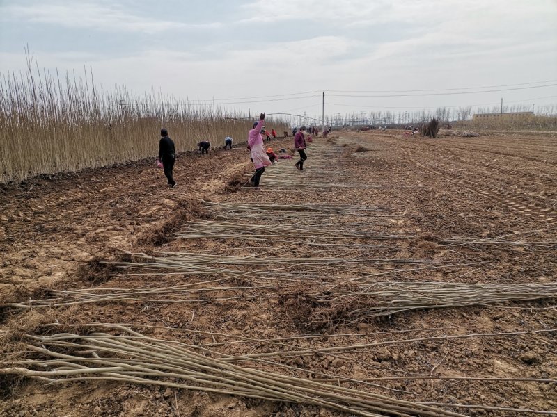 杜仲树苗1.0～4公分，华仲5号嫁接苗，200亩杜仲苗良