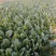 大叶菠菜上市中一级货源保证质量代发全国各地质量好价格低