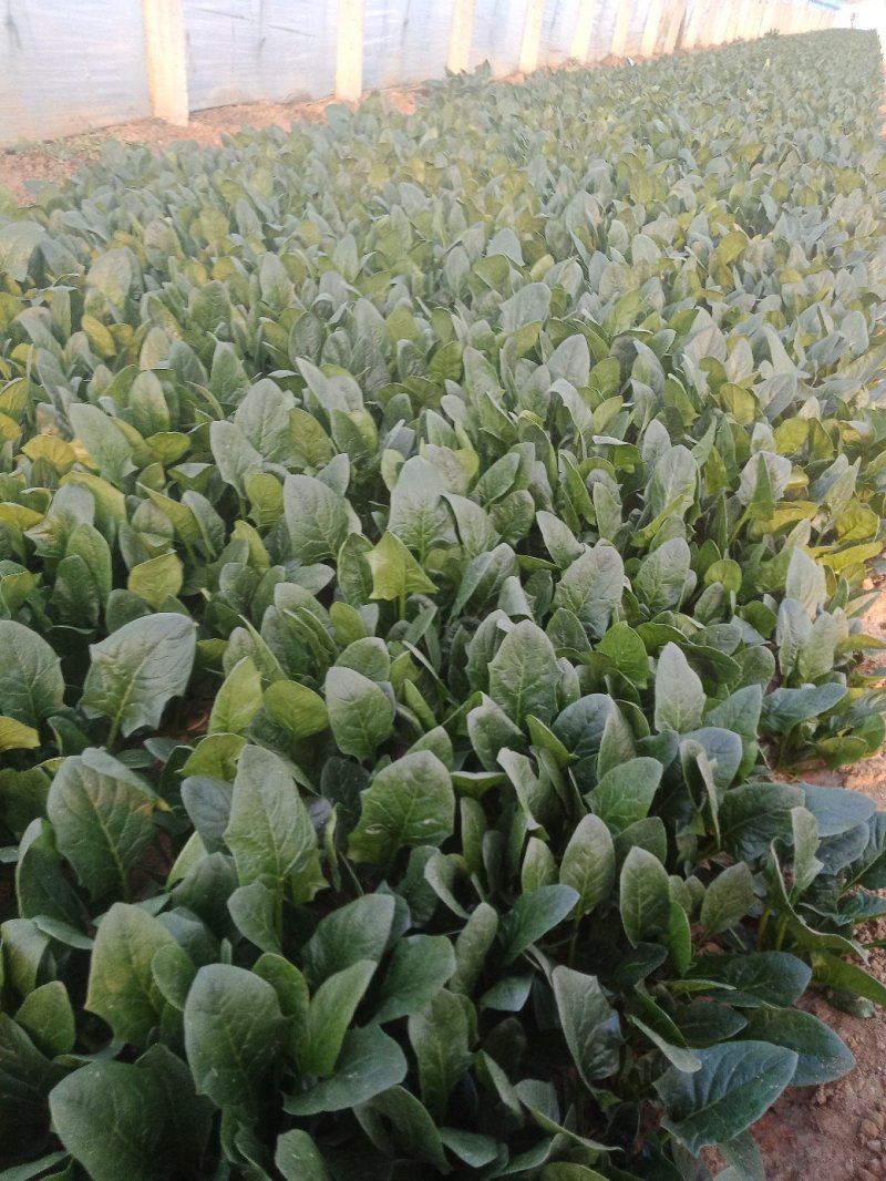 大叶菠菜上市中一级货源保证质量代发全国各地质量好价格低