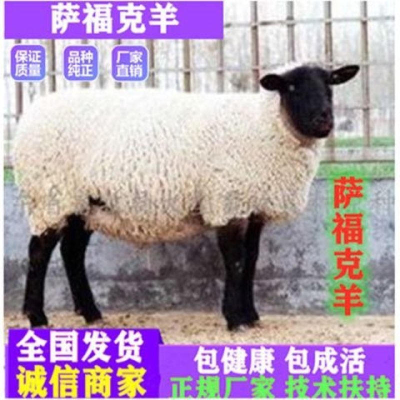萨福克羊种羊萨福克全国包邮货到付款