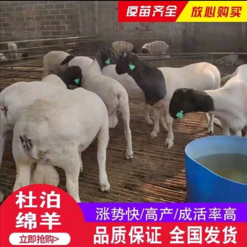 萨福克羊种羊萨福克全国包邮货到付款