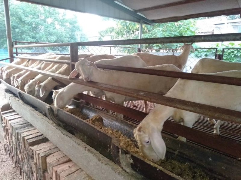 萨福克羊种羊萨福克全国包邮货到付款