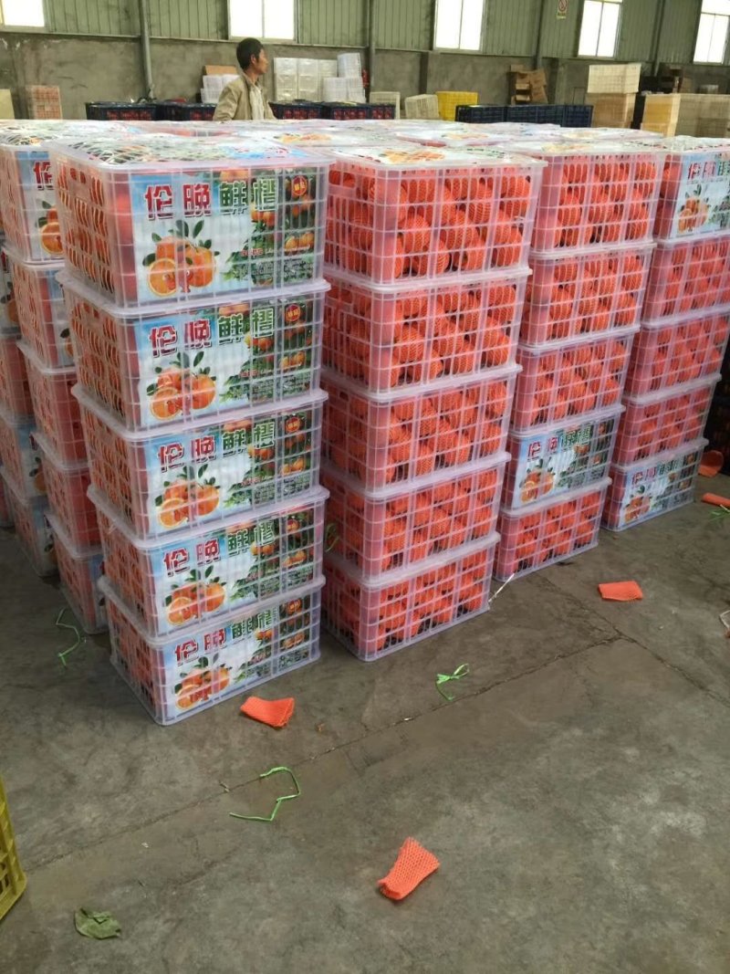 精品湖北伦晚脐橙.个头大质量好.口感甜一手货源支持视频看