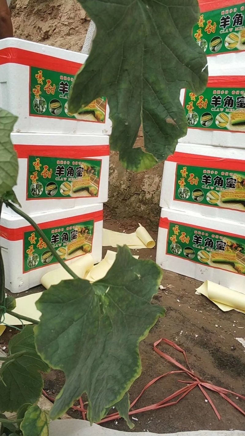 精品羊角蜜，产地直发中口感脆甜，包装小工齐全无中间商差价