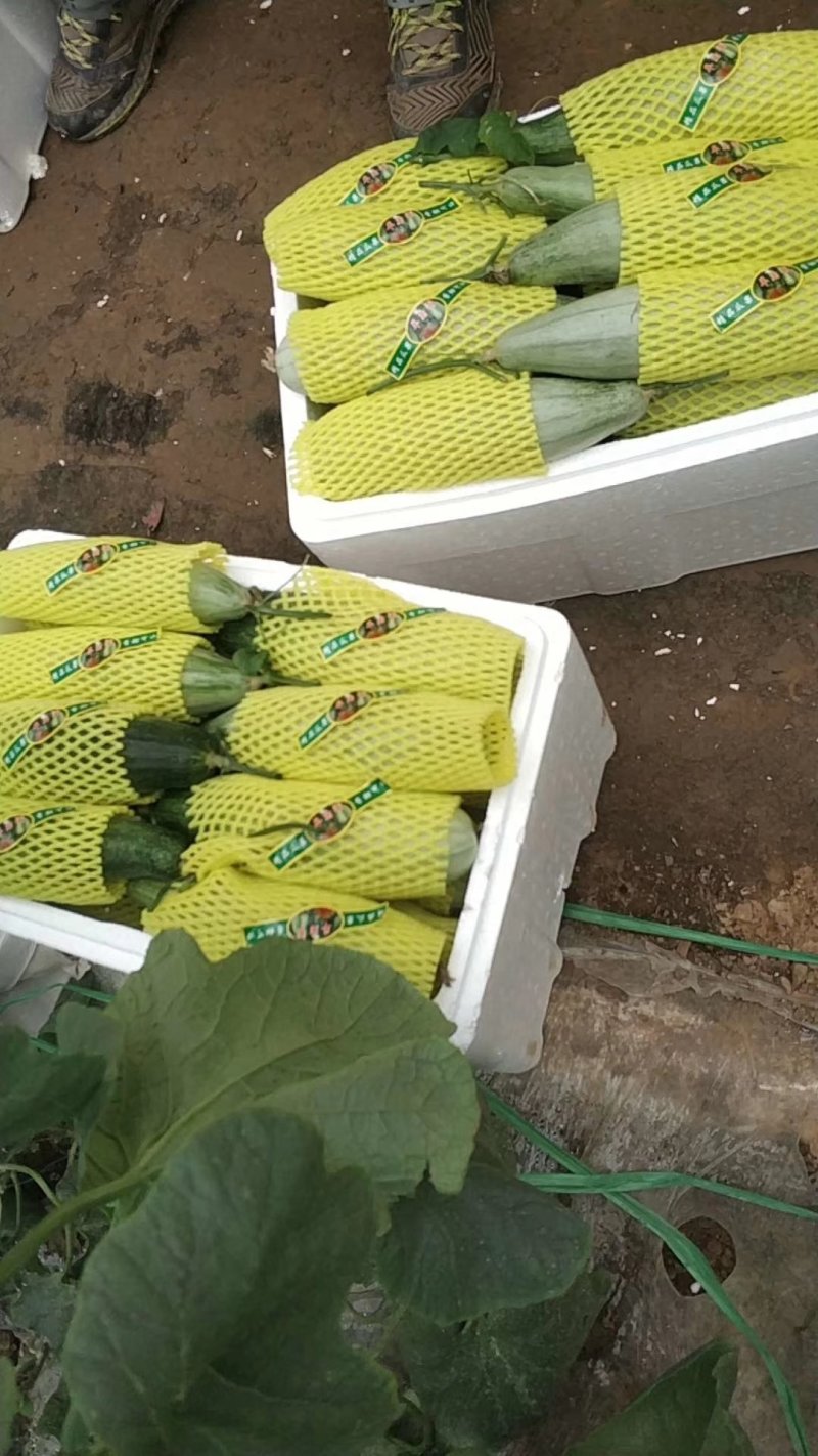 精品羊角蜜，产地直发中口感脆甜，包装小工齐全无中间商差价