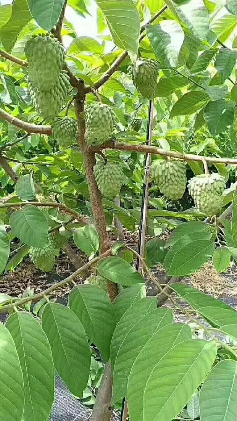 武记果苗，台湾凤梨，释迦果苗