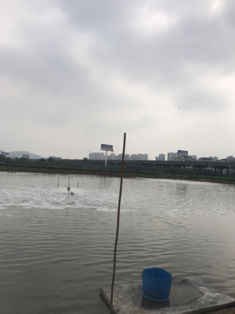 优质草鱼苗各种规格欢迎咨询