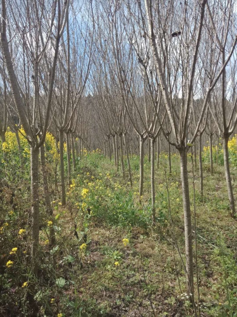 处理樱花树，好开哦，最后一批