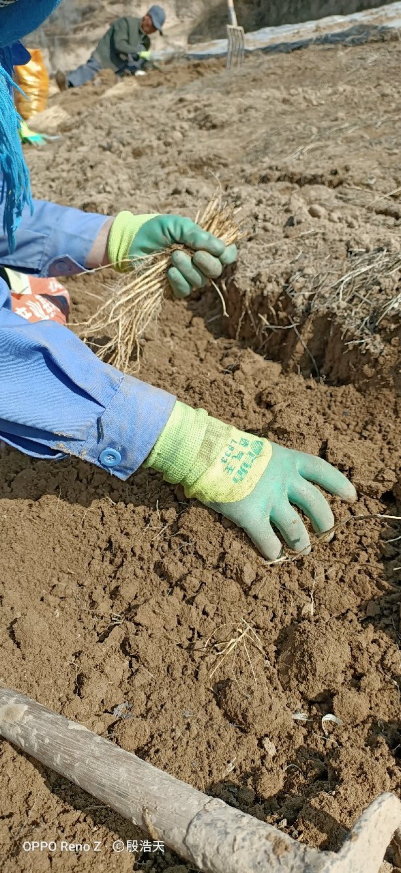 独苗甘肃临洮白条党参苗自家种植质量好成活率高