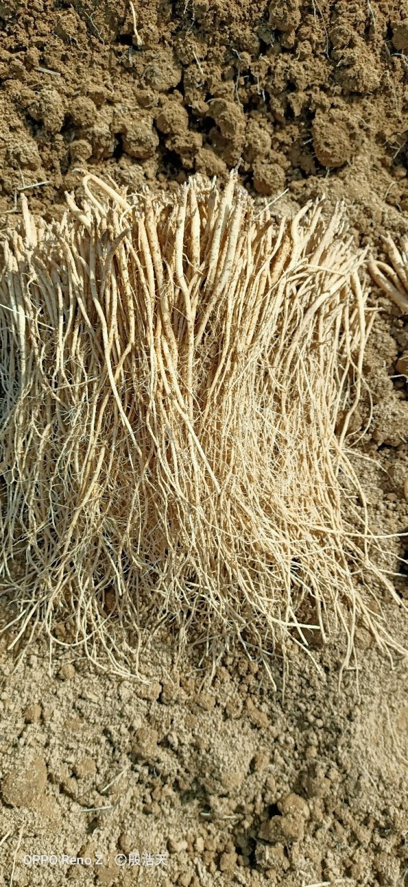 独苗甘肃临洮白条党参苗自家种植质量好成活率高