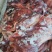 蒙古马肉四分体,带腱子后腿肉,颜色好,出成高