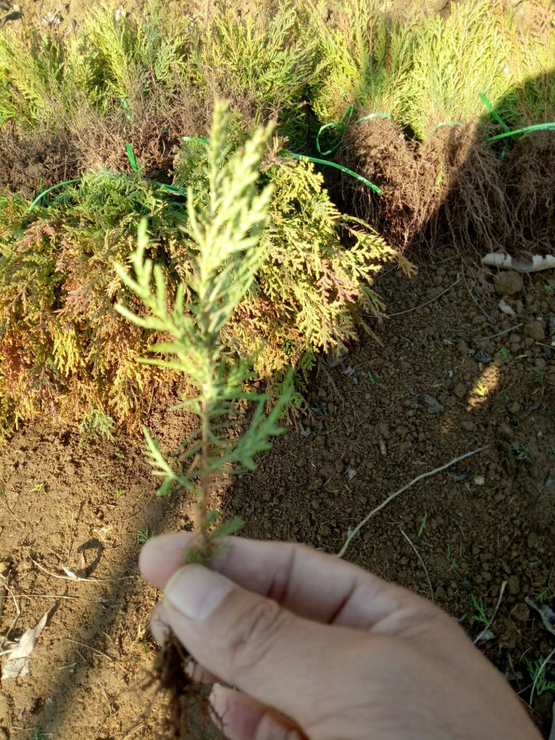 洒金柏小苗，洒金柏床苗洒金柏籽播苗量大要的联系