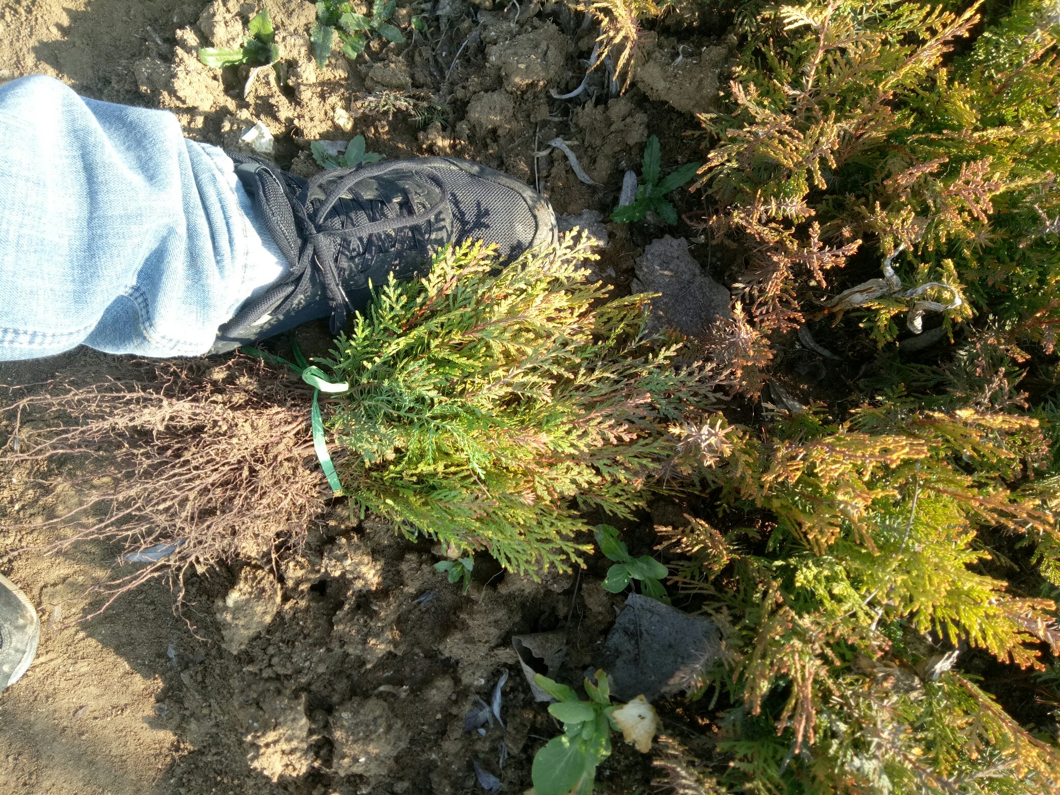 侧柏树根系结构示意图