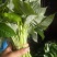优质红薯叶，味道鲜美，多吃野菜，拒绝野味。