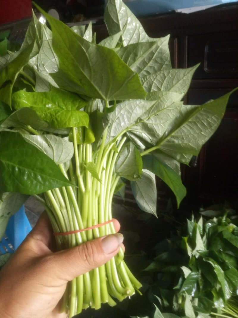 优质红薯叶，味道鲜美，多吃野菜，拒绝野味。