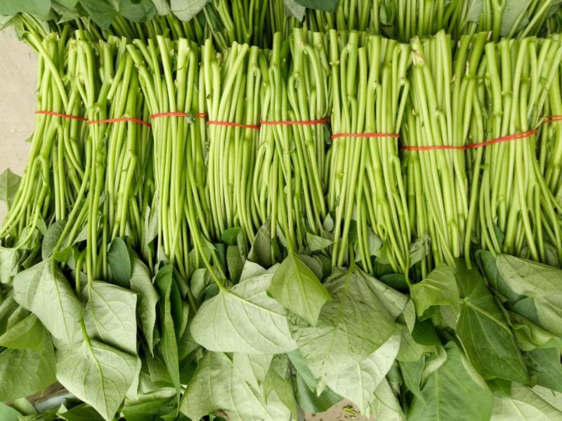 优质红薯叶，味道鲜美，多吃野菜，拒绝野味。