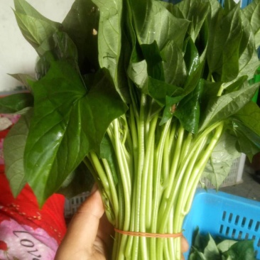 优质红薯叶，味道鲜美，多吃野菜，拒绝野味。
