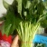 优质红薯叶，味道鲜美，多吃野菜，拒绝野味。