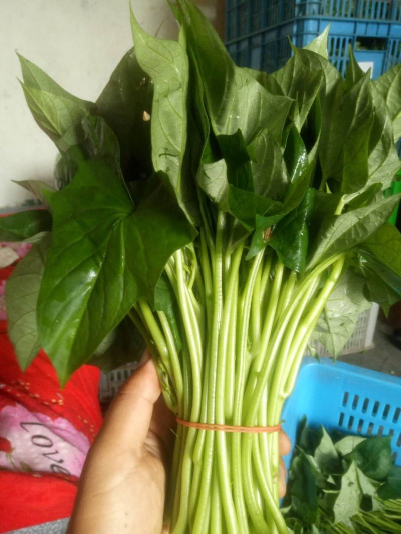优质红薯叶，味道鲜美，多吃野菜，拒绝野味。