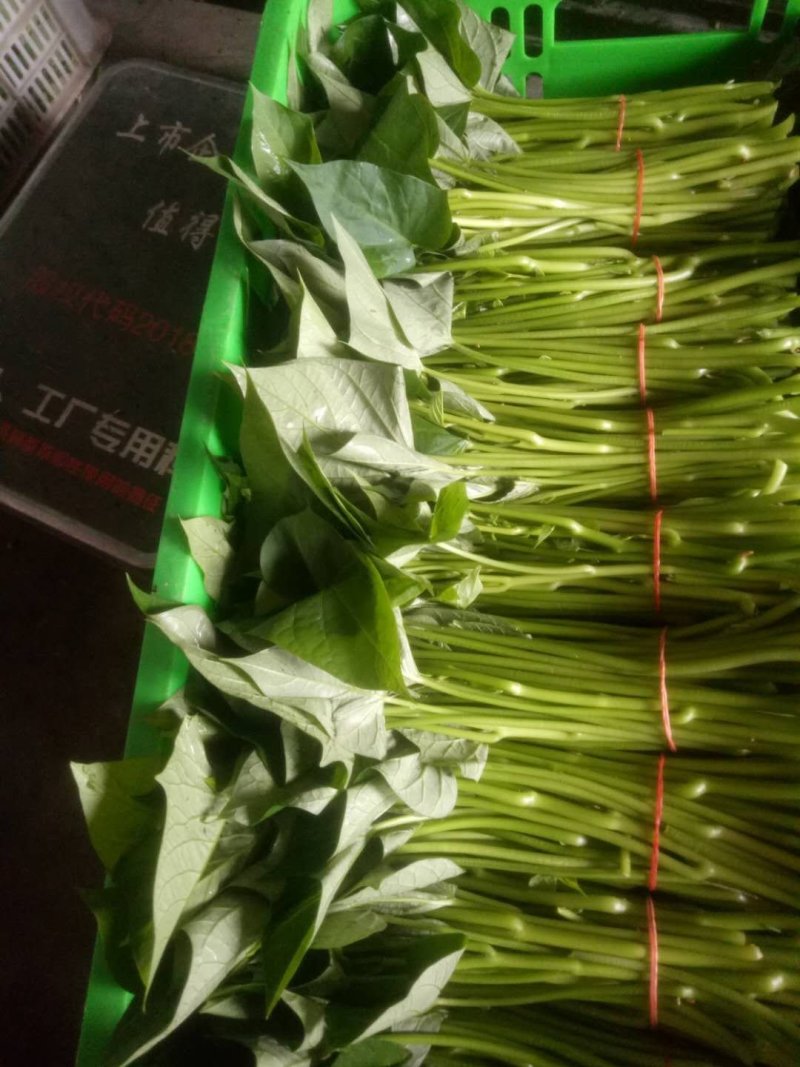 优质红薯叶，味道鲜美，多吃野菜，拒绝野味。