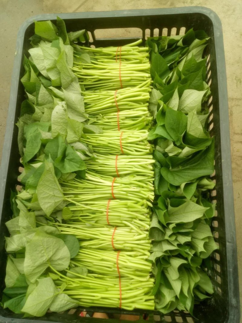 优质红薯叶，味道鲜美，多吃野菜，拒绝野味。