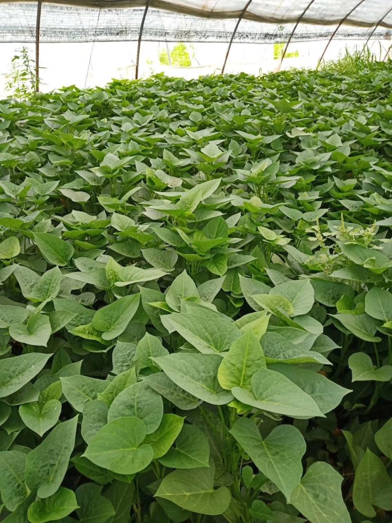 优质红薯叶，味道鲜美，多吃野菜，拒绝野味。