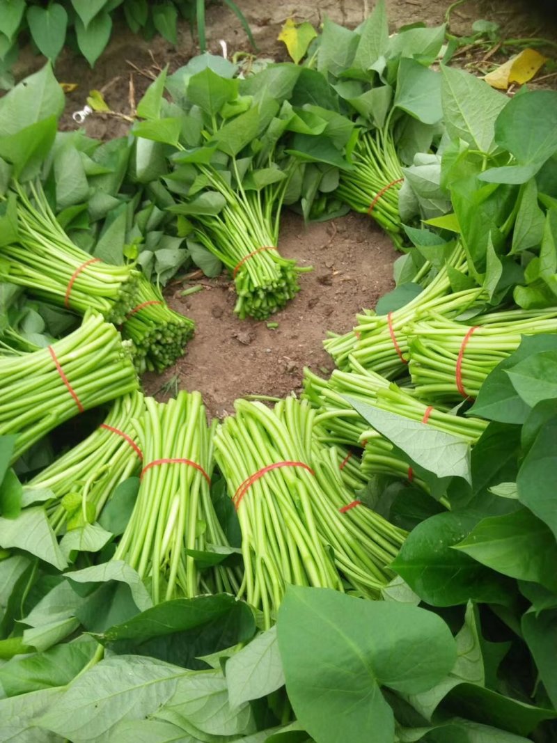优质红薯叶，味道鲜美，多吃野菜，拒绝野味。
