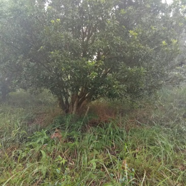 丛生杨梅树