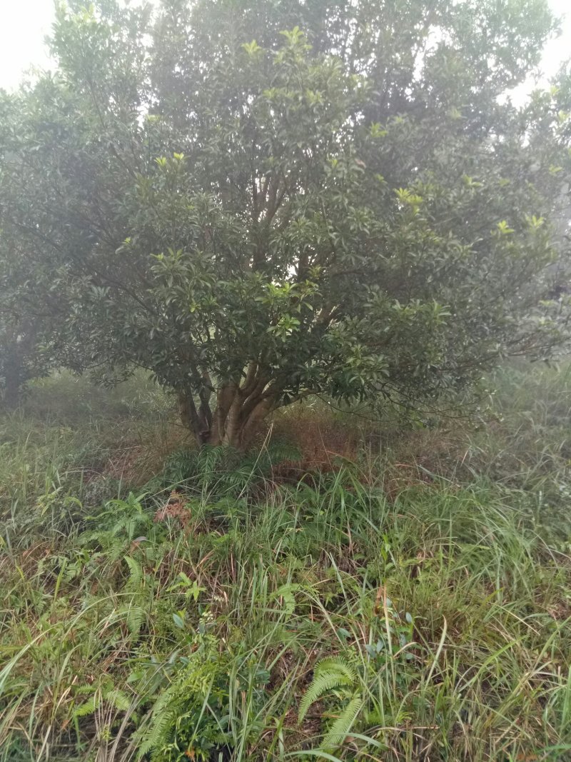 丛生杨梅树