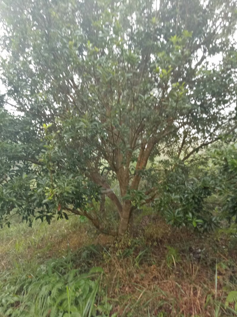 丛生杨梅树