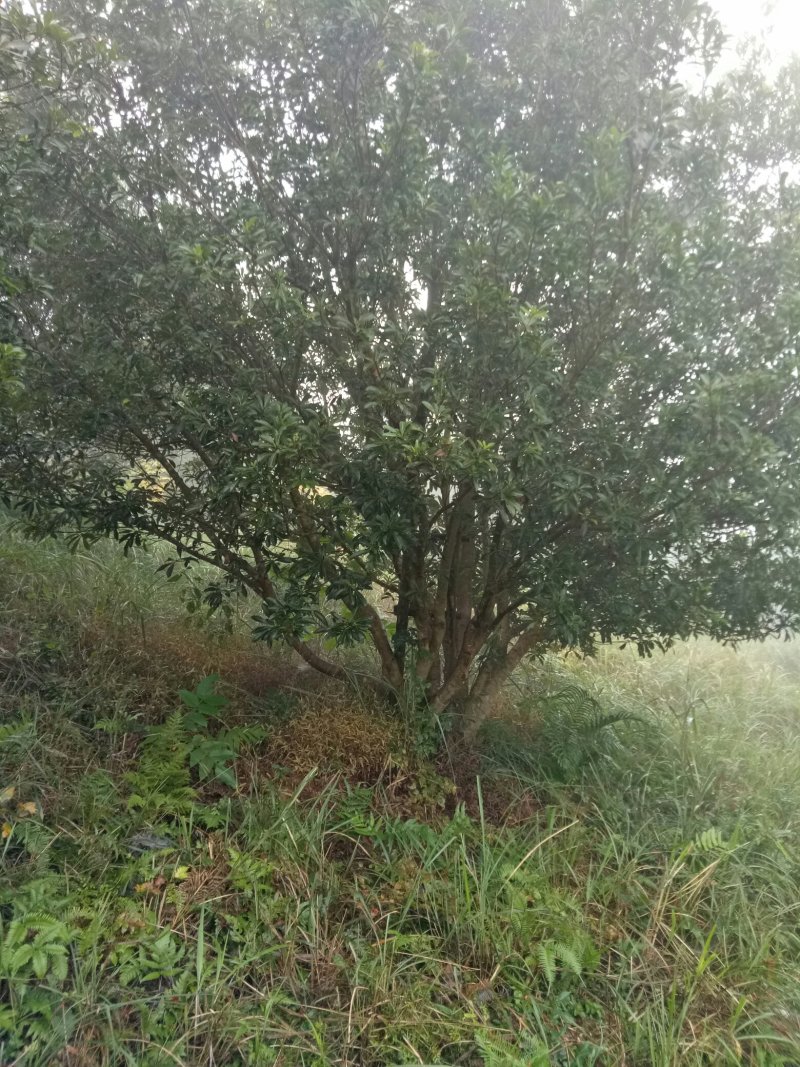 丛生杨梅树