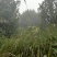 丛生杨梅树
