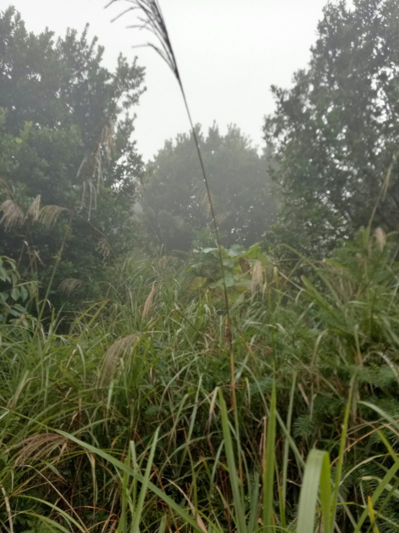 丛生杨梅树
