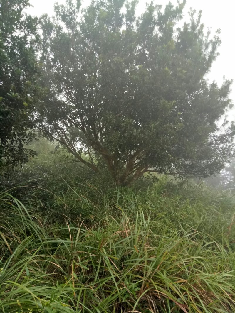丛生杨梅树