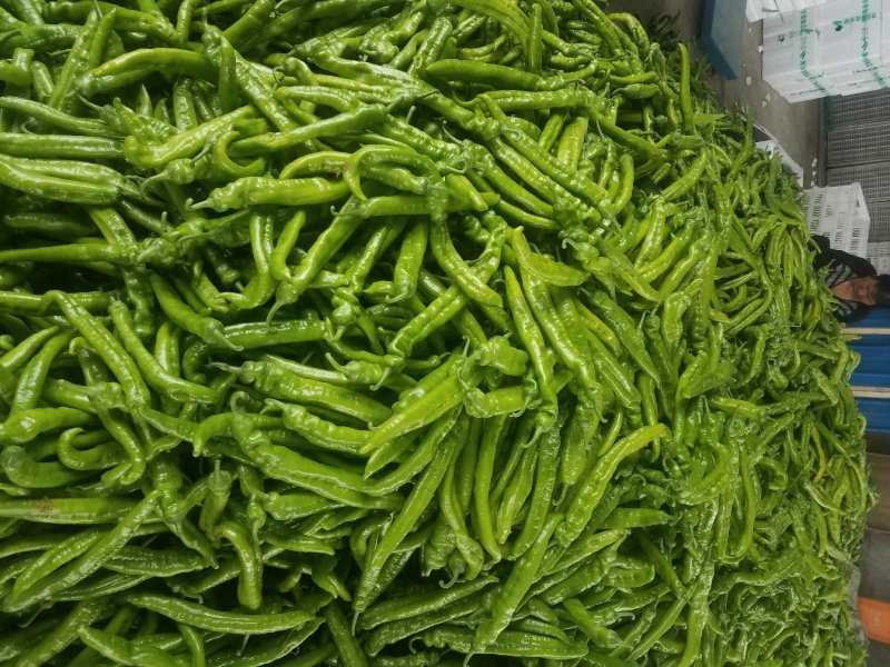 潍坊青州尖椒，青椒，鲜辣椒，辣椒