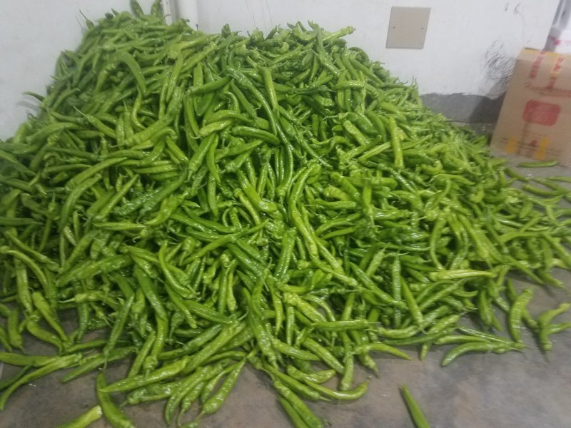 潍坊青州尖椒，青椒，鲜辣椒，辣椒