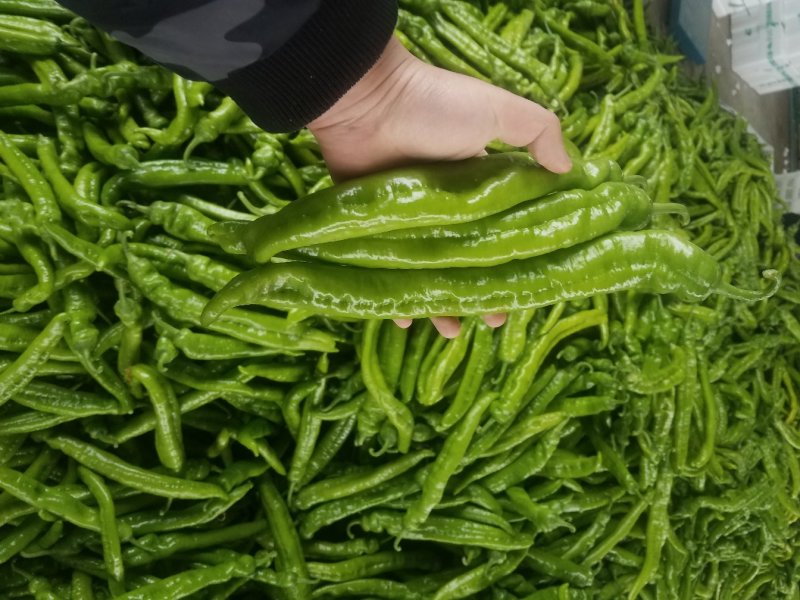 潍坊青州尖椒，青椒，鲜辣椒，辣椒