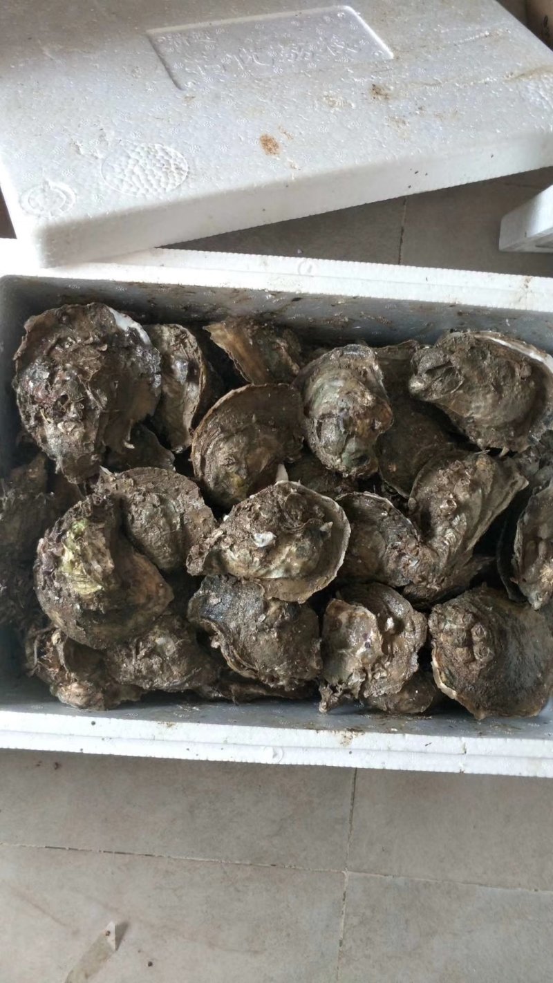 湛江官渡本地海生蚝批发零售