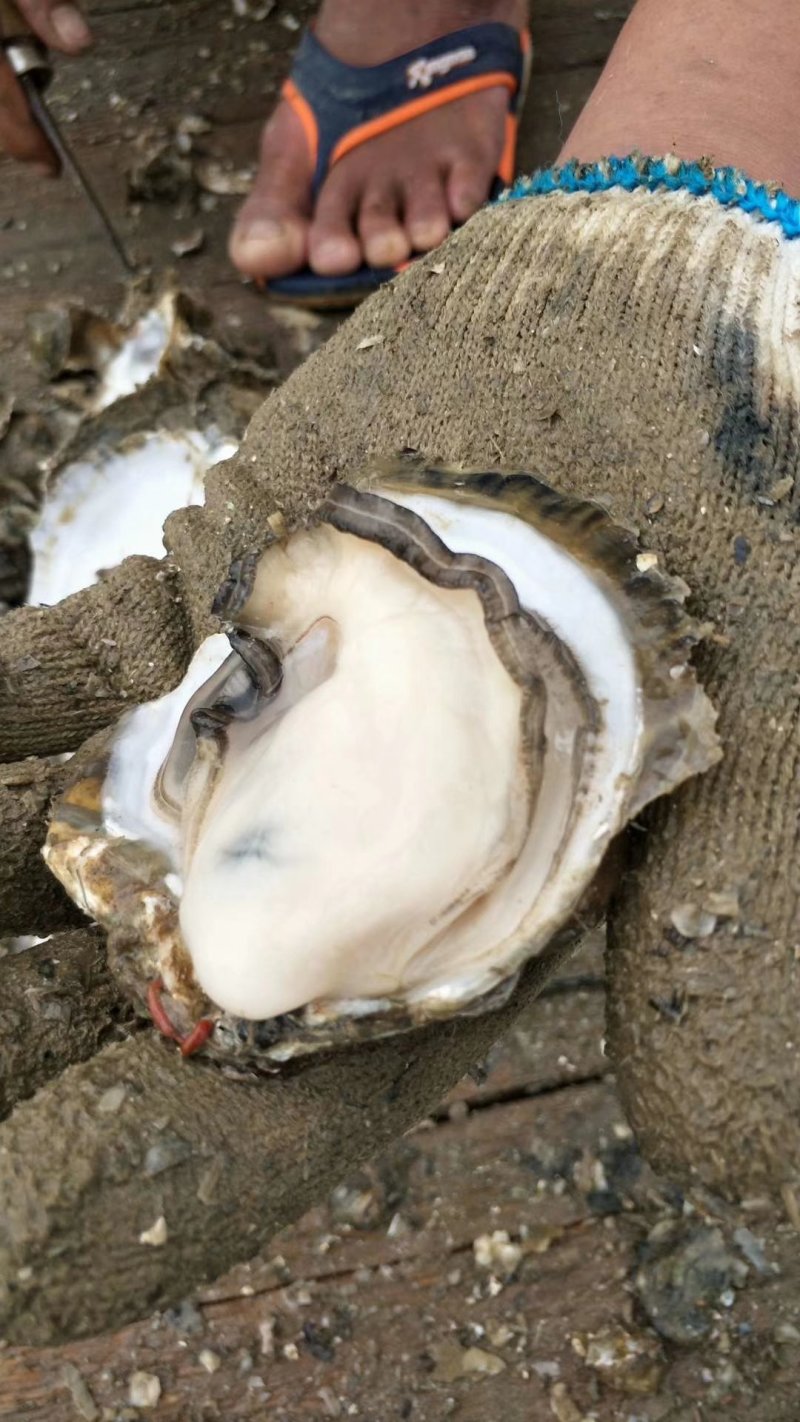 湛江官渡本地海生蚝批发零售