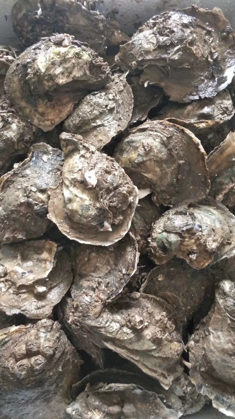 湛江官渡本地海生蚝批发零售