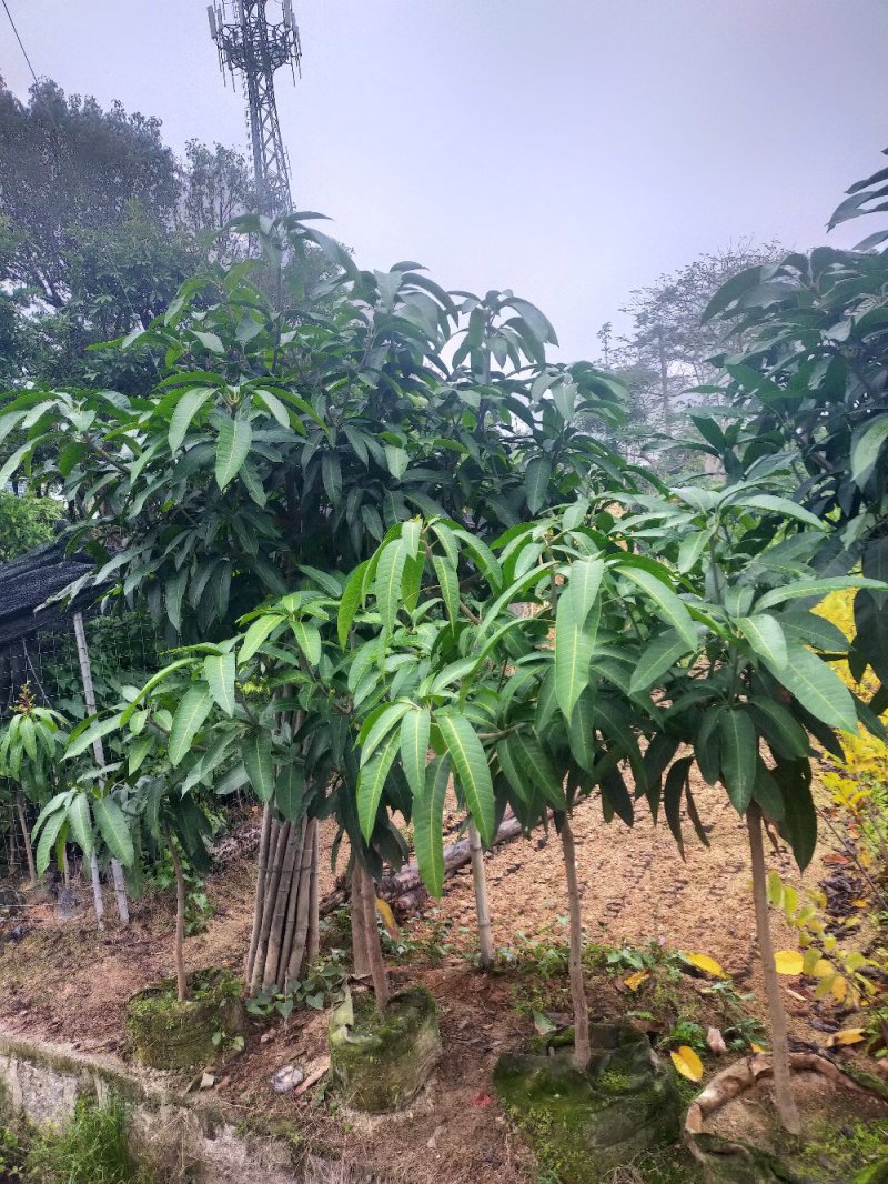 芒果苗，小中大杯，白袋苗