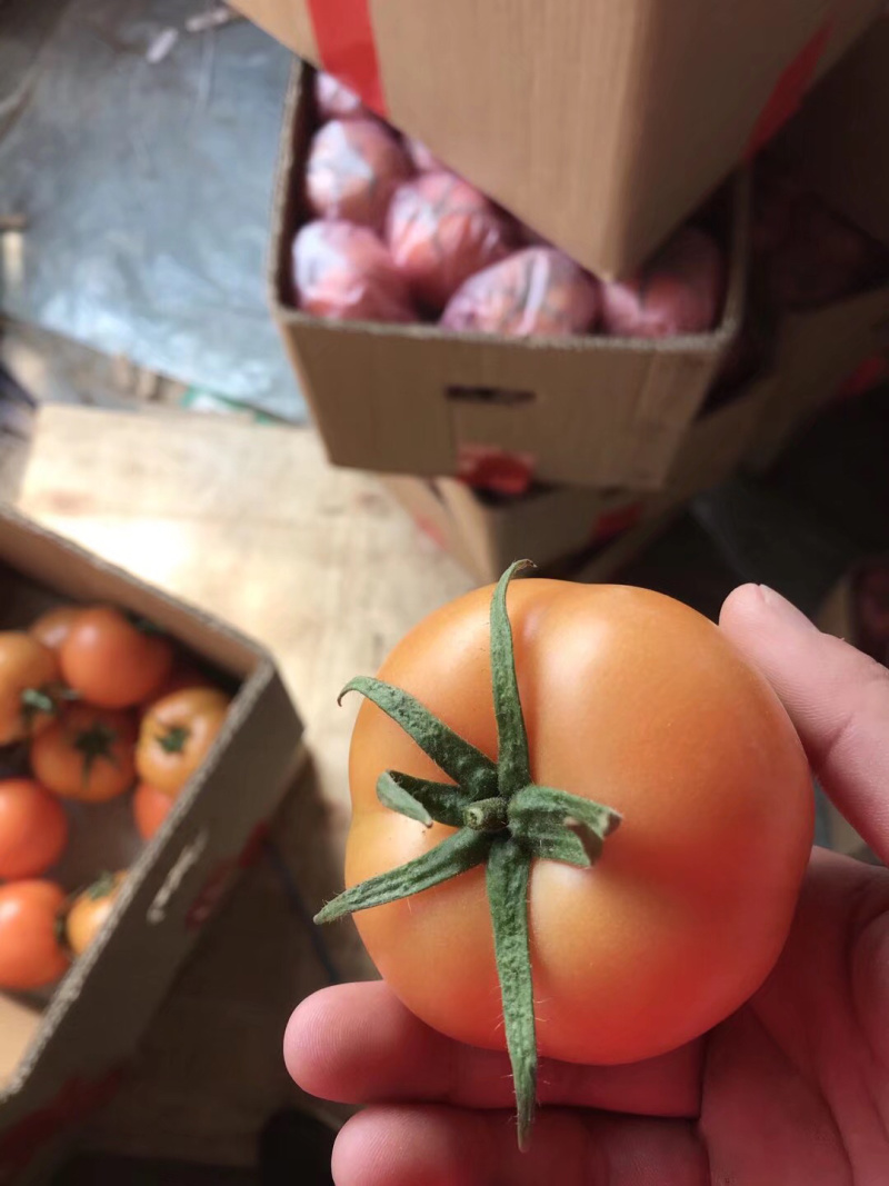 大量精品西红柿品种齐全！欢迎全国客户前来选购