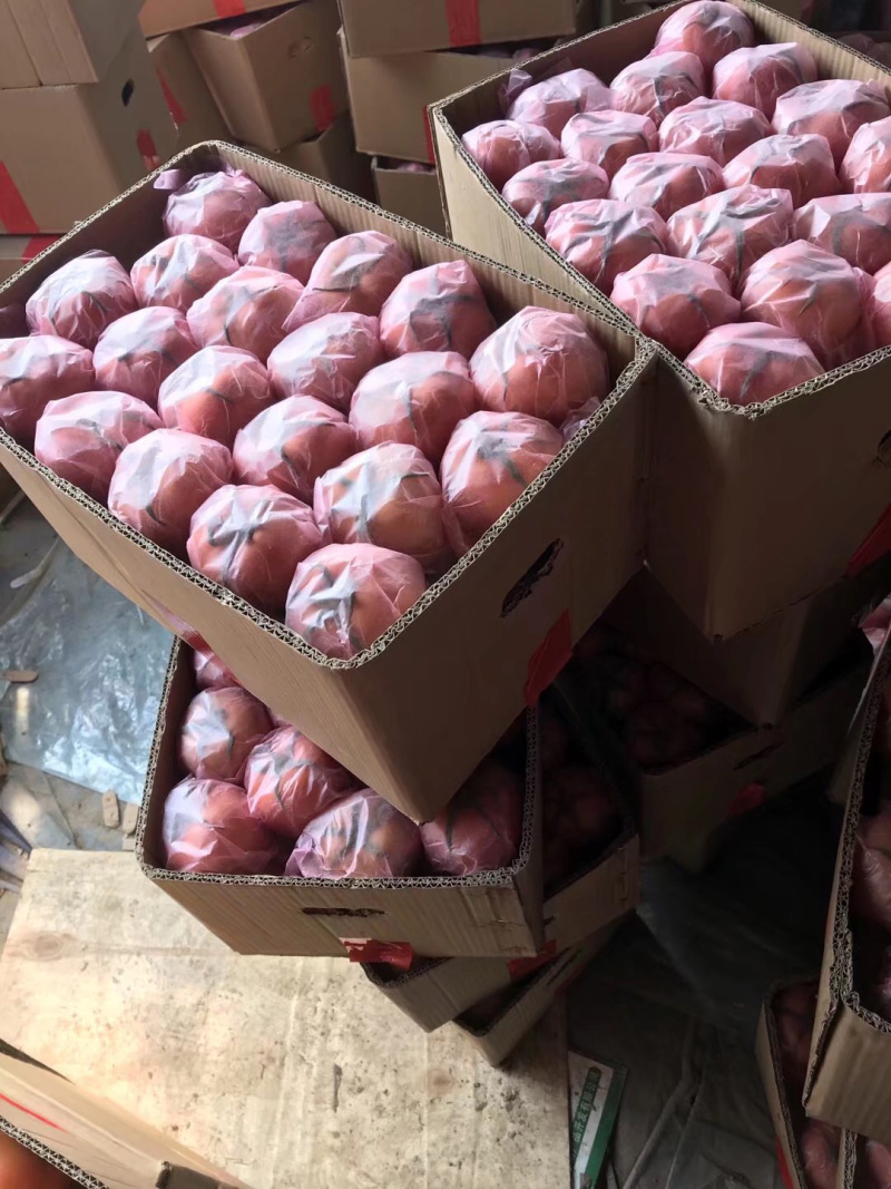 大量精品西红柿品种齐全！欢迎全国客户前来选购